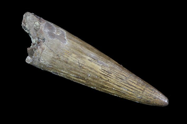 Fossil Crocodile (Goniopholis) Tooth - Aguja Formation, Texas #76761